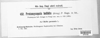 Image of Protomycopsis bellidis